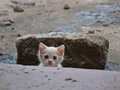 小猫哥与知心猫：一段跨越生死的深厚友谊